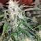 Pure Kush (Original Sensible Seeds) Cannabis-Samen