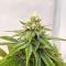 Purple Gelato Autoflower feminisierte Samen (Seedkeepers)