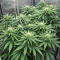 Rainbow Melon feminisierte Samen (Fast Buds)