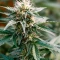 Russian Fuel Auto (Flash Seeds) Cannabis-Samen