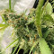 Shogun (RQS) Cannabis-Samen