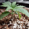 THC Bomb Auto (Bomb Seeds) Cannabis-Samen