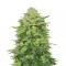Triple Cheese (Barney's Farm) Cannabis-Samen