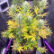 Tropicana Cookies Fast Flowering feminisierte Samen (Fast Buds)