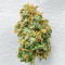 Vitality feminisierte Samen (AlphaFem Seeds)