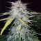 Wedding Cake (Cali Buds Seeds) Cannabis-Samen