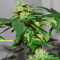 Tatanka Pure CBD feminisiertes Saatgut (RQS)