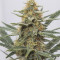4 Assed Monkey (Mephisto Genetics) Cannabis-Samen