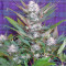 Sweet Skunk Auto (Sweet Seeds) Cannabis-Samen