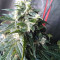 Auto Kaya 47 (Advanced Seeds) Cannabis-Samen
