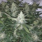 Auto Xtreme (Dutch Passion) Cannabis-Samen