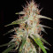 Blackberry Gum Autoflower feminisierte Samen
