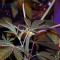 Brain Cake (Ripper Seeds) Cannabis-Samen