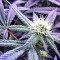 Chem Berry D regular (Dark Horse Genetics) Cannabis-Samen