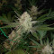 Cinderella 99 (Growers Choice) Cannabis-Samen