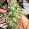 Do-Sweet-Dos (Sweet Seeds) Cannabis-Samen