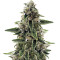 Drama (Rare Dankness Seeds) Cannabis-Samen