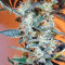 Malawi x PCK (Ace Seeds) Cannabis-Samen