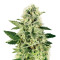 Northern Lights (White Label) Cannabis-Samen