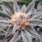 Original Glue (Nirvana Seeds) Cannabis-Samen