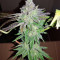 Pineapple (Seedstockers) Cannabis-Samen