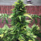 Secret Ducky (Xtreme Seeds) Cannabis-Samen