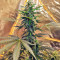 Sticky Fingers Autoflower (Seedstockers) Cannabis-Samen