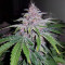 Strawberry Nuggets Auto (Mephisto Genetics) Cannabis-Samen