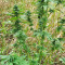 Super Skunk Autoflower (Seedstockers) Cannabis-Samen