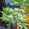 Super Skunk (Seedstockers) Cannabis-Samen