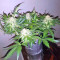 Super Skunk (Seedstockers) Cannabis-Samen