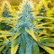 Toxic (Ripper Seeds) Cannabis-Samen