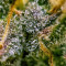 Auto Cinderella Jack (Dutch Passion) Cannabis-Samen