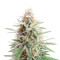 Banana Bomb (Bomb Seeds) Cannabis-Samen