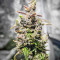 Big Bomb Auto (Bomb Seeds) Cannabis-Samen