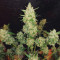 Extreme Impact Auto (Heavyweight Seeds) Cannabis-Samen
