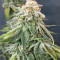 Gorilla SFV OG (Expert Seeds) Cannabis-Samen