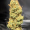 Gorilla SFV OG (Expert Seeds) Cannabis-Samen