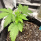 Northern Lights Auto (Expert Seeds) Cannabis-Samen