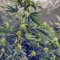 Pure Kush (GHS) Cannabis-Samen