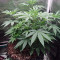Purple Punch Cookies feminisierte Samen (Original Sensible Seeds)