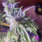 Kaufe Dozy Whale Samen feminisiert von AlphaFem Seeds