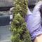 Solomatic Auto CBD (RQS) Cannabis-Samen zu verkaufen