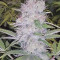 Kritikal Bilbo (Genehtik Seeds) Cannabis-Samen zu verkaufen