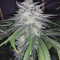 Grandaddy Purple (BlimBurn Seeds) Cannabis-Samen zu verkaufen