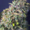 Royal Gorilla Automatic (RQS) Cannabis-Samen zu verkaufen