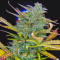 Girl Scout Cookies Auto (Original Sensible Seeds) Cannabis-Samen zu verkaufen