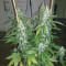 Green Crack Cannabis-Samen Kaufen
