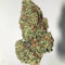 Original Big Bud Auto Cannabis-Samen Kaufen