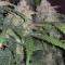 Tangie'matic Auto (Fast Buds) Cannabis-Samen zu verkaufen